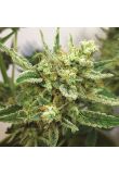 Auto Fruit Fem Preview