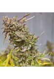Candyland Peyote Fem Preview