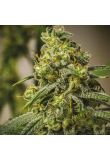 Skunk x Rosetta Stone Fast Fem Preview