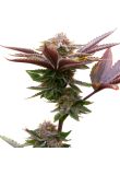 God Bud Reg Preview