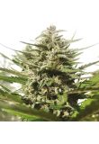 Auto Lemon Fem Preview