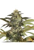 Early Skunk Fem Preview