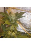 Auto Blue Fruit Fem Preview