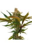 Grandaddy Purple x Bruce Banner Fem Preview