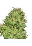 Mexican Haze Fem Preview