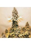 Critical x Somango Fem Preview