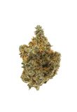Master Kush Fem Preview