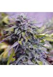 Amnesia Purple Fem Preview