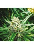 White Widow Fem Preview