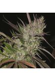 Pure Indica Fem Preview