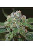 Lyly Sour x Blue OG Fem Preview