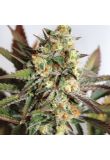 Girl Scout Cookies Fem Preview