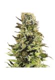 Auto Super Skunk Fem Preview