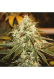 CBD Chemdog #4 Fem Preview