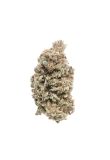 Blueberry x White Widow Fem Preview