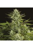 CBD Cheese 1 to 1 Fem Preview