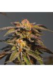 L.A. Confidential x Afghan Kush Fem Preview