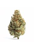 Chocolope Reg Preview