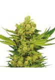 Chronic Widow Fem Preview