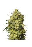 Auto Amnesia Fem Preview
