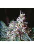 Auto Critical x Cream Cheese Fem Preview