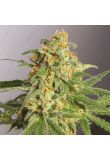 Cannatonic Fem Preview