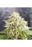 Auto Grapefruit Fem Preview