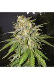 Original Lemon Pie Fem Preview
