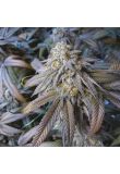 Blackberry Kush Fem Preview