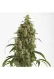 Auto Moby Dick Fem Preview