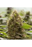 Amnesia Kush Fem Preview
