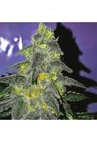 Skywalker Ghost x Triangle Kush Fem Preview