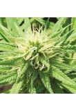 White Rhino Fem Preview