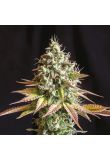 Auto Skunk #1 Fem Preview