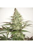 Super Lemon Haze Fem Preview