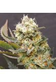 Original Glue x Zkittlez Reg Preview