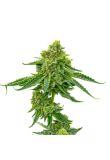 Pine Autoflower Preview