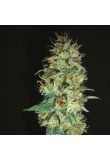 Black Domina Fast Fem Preview