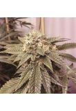 Fire OG Fem Preview