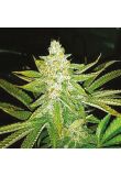 CBD Harlequin Kimbo Kush 1 to 2 Fem Preview