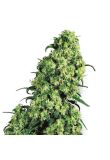 Skunk #1 Fem Preview