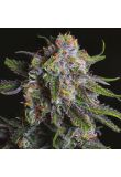 Grandaddy Purple Fem Preview