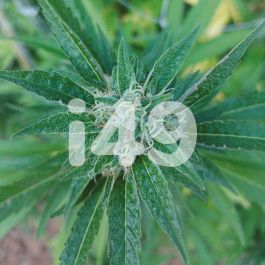 Rare Tangie feminized - great for reliving HIV/AIDS