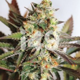 Buy Feminized Girl Scout Cookies Seeds Online I49 Usa