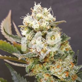 Gorilla Glue seeds For Sale - Gorilla Glue Feminized Seeds