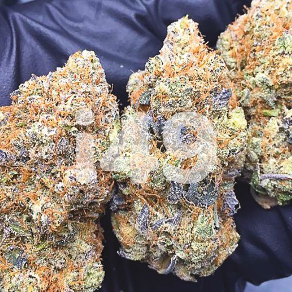 Buy gelato Strain Seeds Online