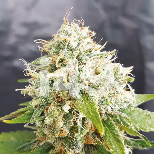 Grapefruit Autoflower 