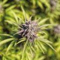 Buy Feminized OG Kush Seeds For Sale Online I49 USA