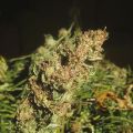 critical widow fem