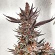 Tropicana Cookies Purple Fem Preview
